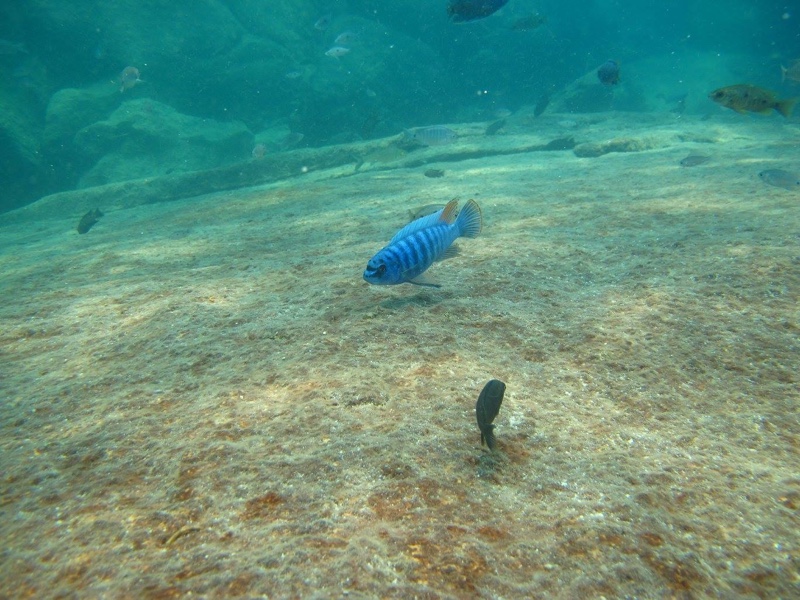 Labeotropheus fuelleborni 'Zimbawe Rock'